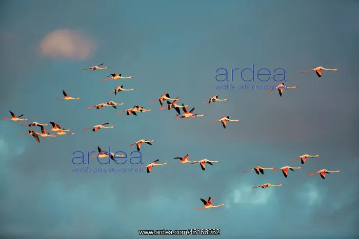 : Greater Flamingos - Camargue France : Greater Flamingos - Camargue France