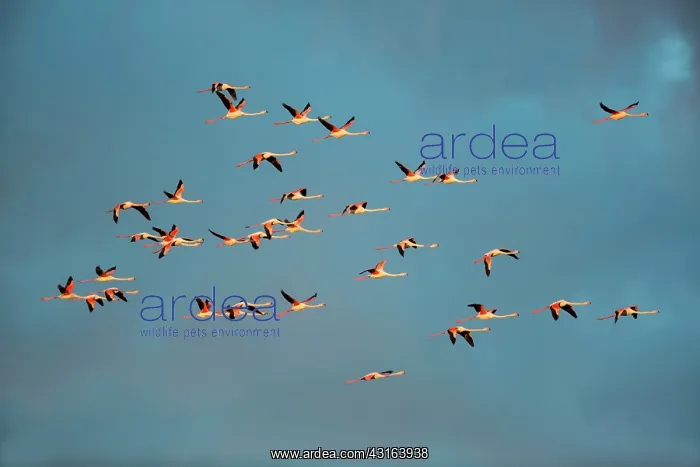 : Greater Flamingos - Camargue France : Greater Flamingos - Camargue France