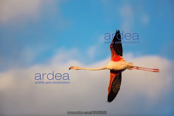 : Greater Flamingos - Camargue France : Greater Flamingos - Camargue France