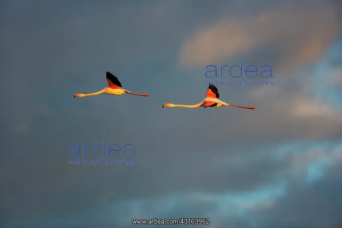 : Greater Flamingos - Camargue France : Greater Flamingos - Camargue France