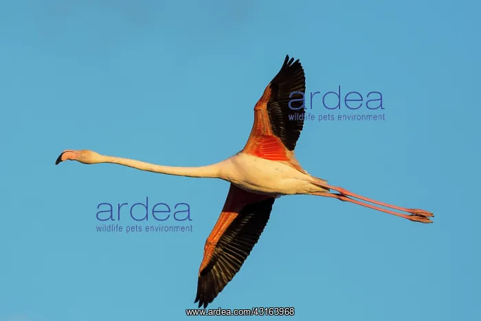 : Greater Flamingos - Camargue France : Greater Flamingos - Camargue France