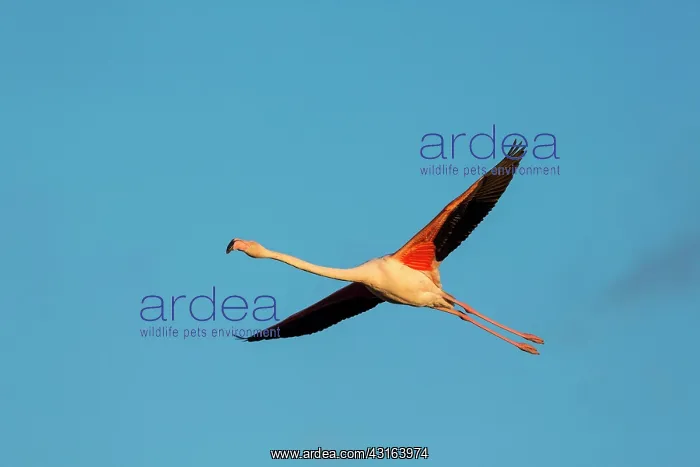 : Greater Flamingos - Camargue France : Greater Flamingos - Camargue France