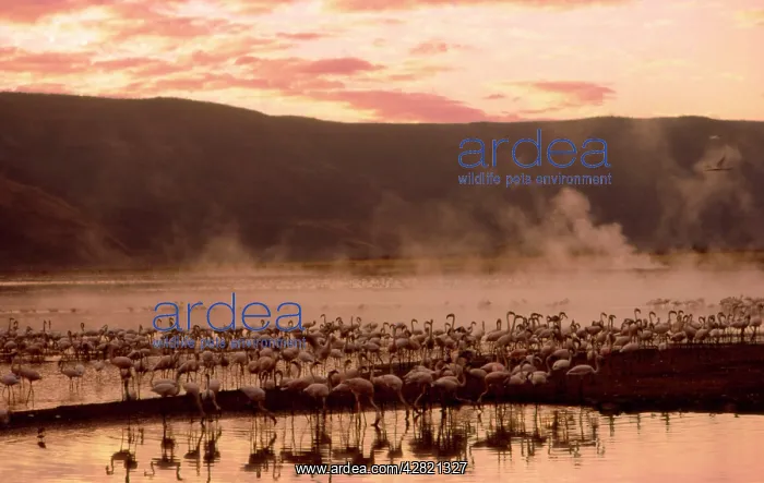 : Greater Flamingos - feeding at the steamy hot : Greater Flamingos - feeding at the steamy hot