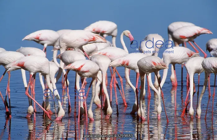 : GREATER FLAMINGOS - group feeding : GREATER FLAMINGOS - group feeding