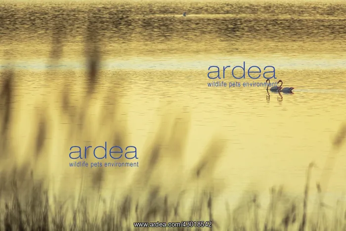 : Greater Flamingos in the lagoon at sunrise : Greater Flamingos in the lagoon at sunrise