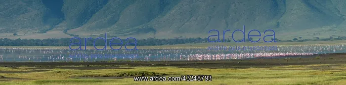 : Greater flamingos (Phoenicopterus roseus), Ngorongoro : Greater flamingos (Phoenicopterus roseus), Ngorongoro