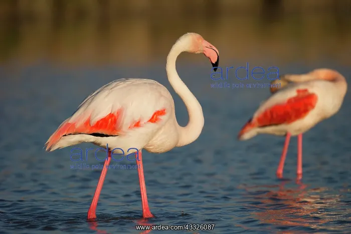 : Greater flamingos (Phoenicopterus roseus), Camargue : Greater flamingos (Phoenicopterus roseus), Camargue