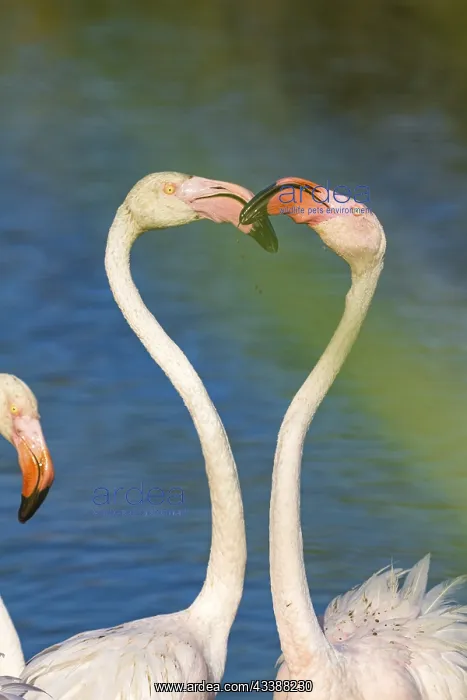 : Greater flamingos (Phoenicopterus roseus) in France : Greater flamingos (Phoenicopterus roseus) in France