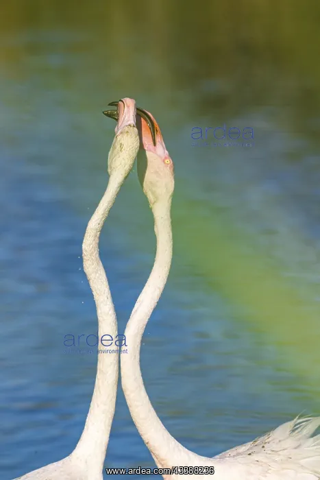 : Greater flamingos (Phoenicopterus roseus) in France : Greater flamingos (Phoenicopterus roseus) in France