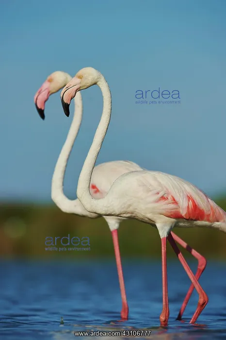: Greater Flamingos (Phoenicopterus roseus) standing : Greater Flamingos (Phoenicopterus roseus) standing