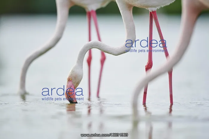 : Greater Flamingos (Phoenicopterus roseus) standing : Greater Flamingos (Phoenicopterus roseus) standing