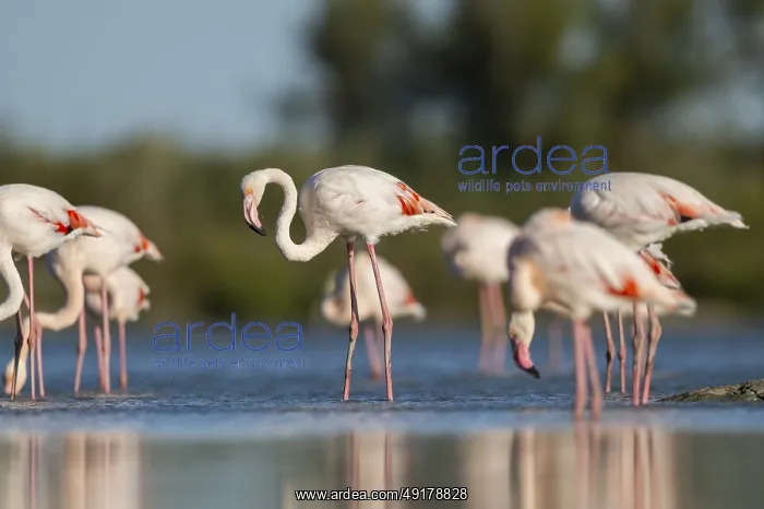 : Greater Flamingos (Phoenicopterus roseus) standing in the water : Greater Flamingos (Phoenicopterus roseus) standing in the water