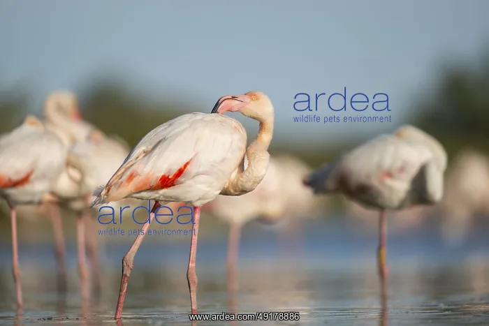 : Greater Flamingos (Phoenicopterus roseus) standing in the water : Greater Flamingos (Phoenicopterus roseus) standing in the water