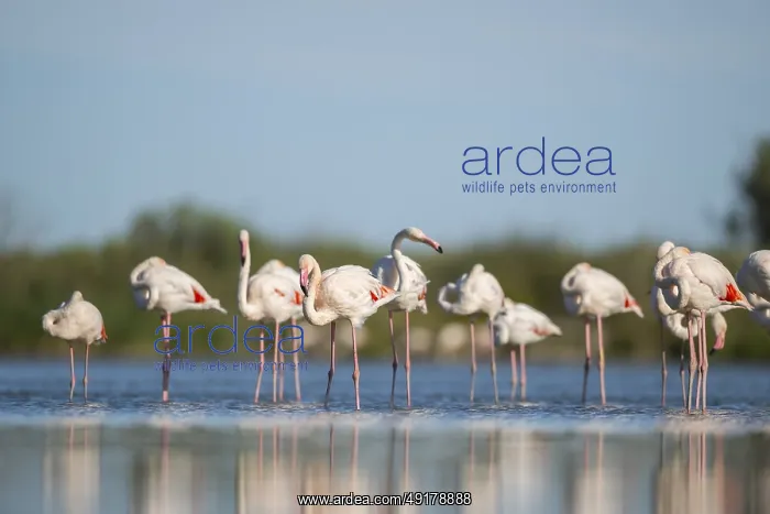 : Greater Flamingos (Phoenicopterus roseus) standing in the water : Greater Flamingos (Phoenicopterus roseus) standing in the water