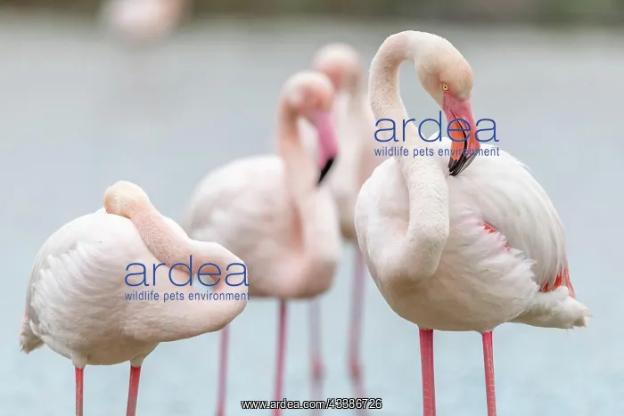 : Greater Flamingos (Phoenicopterus roseus) in a swamp : Greater Flamingos (Phoenicopterus roseus) in a swamp