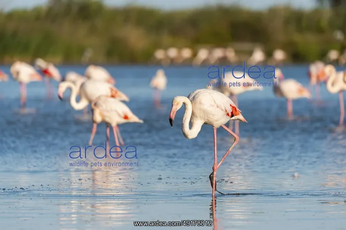 : Greater Flamingos (Phoenicopterus roseus) walking in the water : Greater Flamingos (Phoenicopterus roseus) walking in the water