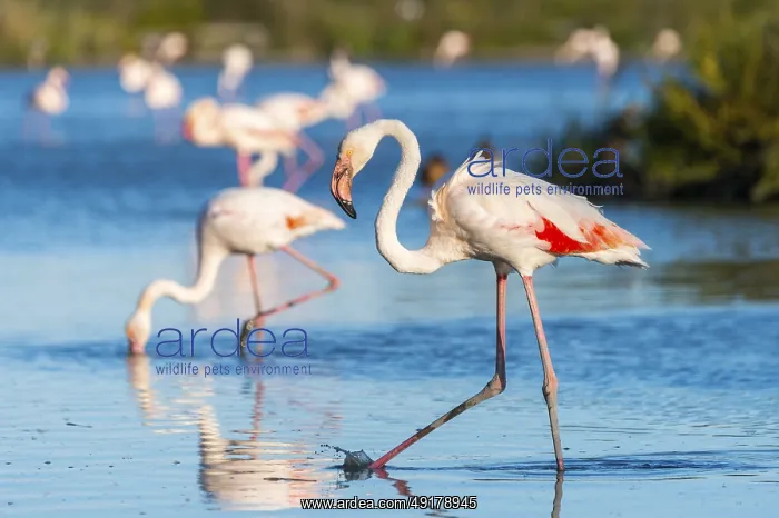 : Greater Flamingos (Phoenicopterus roseus) walking in the water : Greater Flamingos (Phoenicopterus roseus) walking in the water