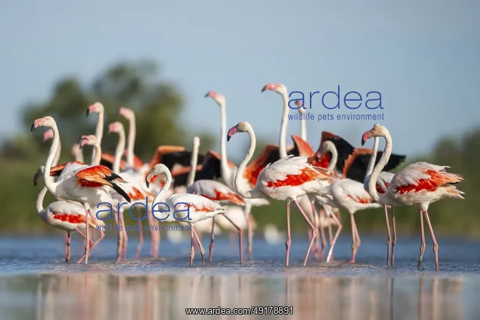 : Greater Flamingos (Phoenicopterus roseus) walking in the water while shaking there wings : Greater Flamingos (Phoenicopterus roseus) walking in the water while shaking there wings