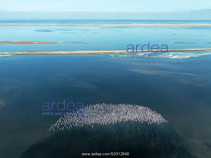 : Greater Flamingos (Phoenicopterus ruber) at the Walvis Bay lagoon : Greater Flamingos (Phoenicopterus ruber) at the Walvis Bay lagoon