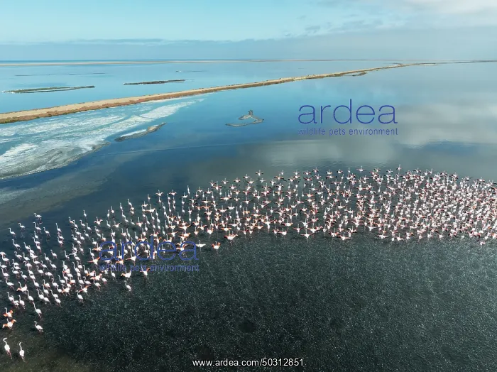 : Greater Flamingos (Phoenicopterus ruber) at the Walvis Bay lagoon : Greater Flamingos (Phoenicopterus ruber) at the Walvis Bay lagoon