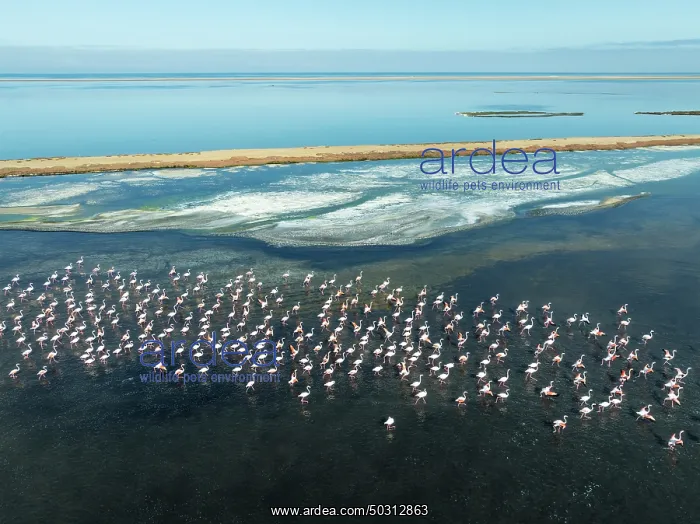 : Greater Flamingos (Phoenicopterus ruber) at the Walvis Bay lagoon : Greater Flamingos (Phoenicopterus ruber) at the Walvis Bay lagoon