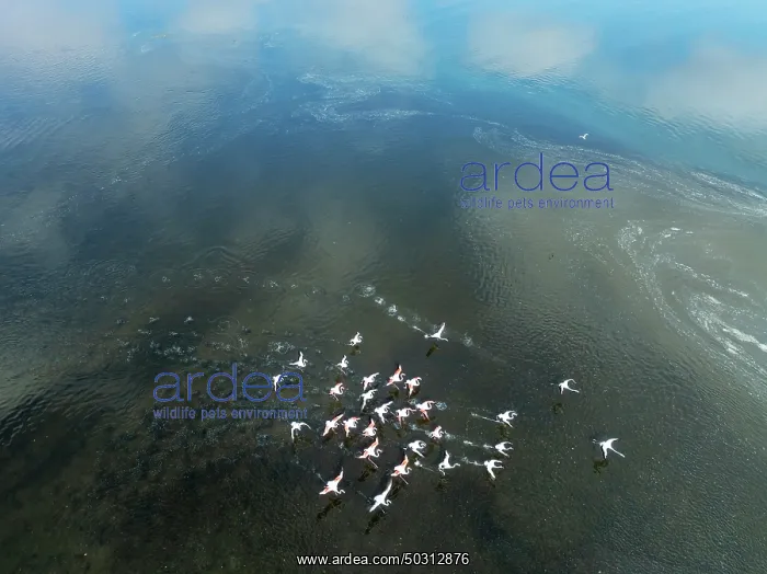 : Greater Flamingos (Phoenicopterus ruber) at the Walvis Bay lagoon : Greater Flamingos (Phoenicopterus ruber) at the Walvis Bay lagoon