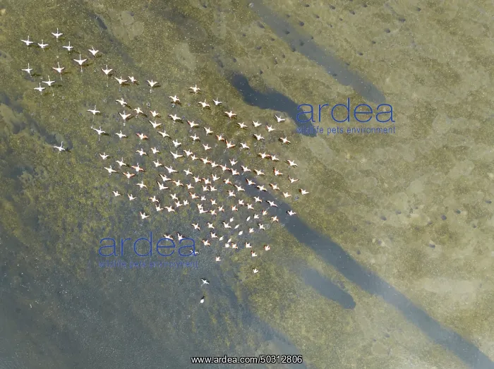 : Greater Flamingos (Phoenicopterus ruber) at the wetlands of the Walvis Bay lagoon : Greater Flamingos (Phoenicopterus ruber) at the wetlands of the Walvis Bay lagoon