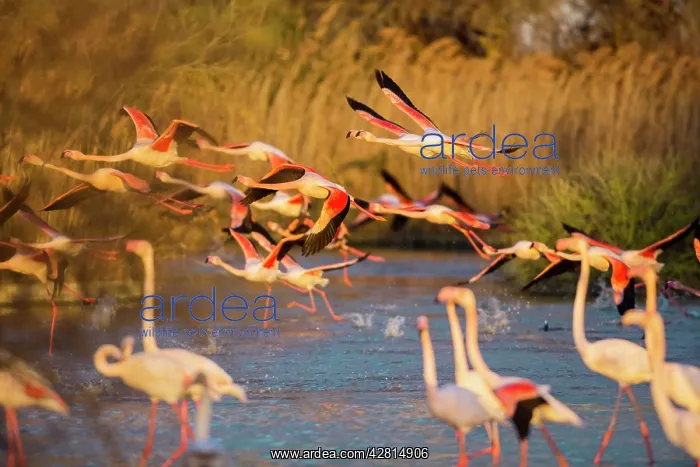 : Greater Flamingos - Pont De Gau Camargue France : Greater Flamingos - Pont De Gau Camargue France