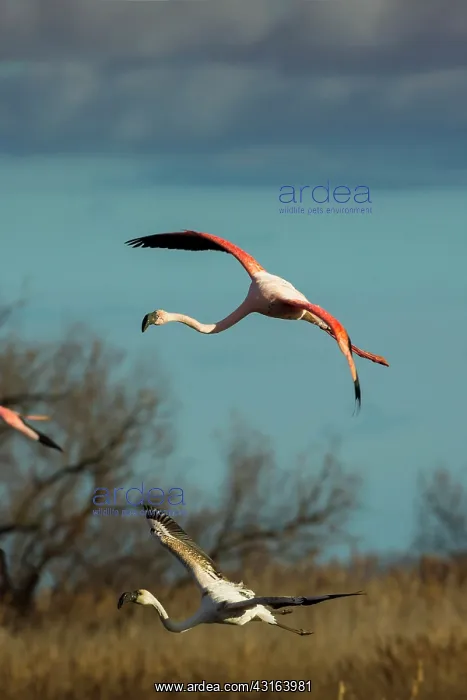 : Greater Flamingos - Pont De Gau Camargue France : Greater Flamingos - Pont De Gau Camargue France