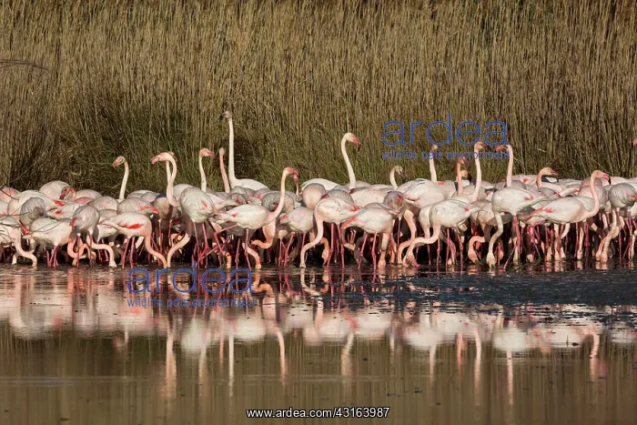 : Greater Flamingos - Pont De Gau Camargue France : Greater Flamingos - Pont De Gau Camargue France