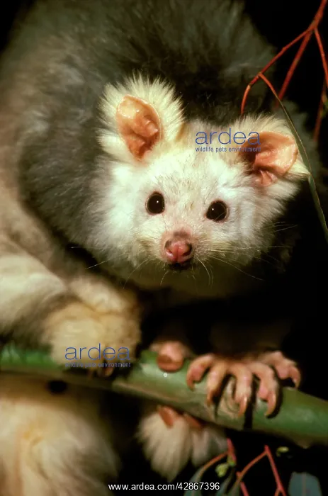 : Greater glider - Light phase : Greater glider - Light phase
