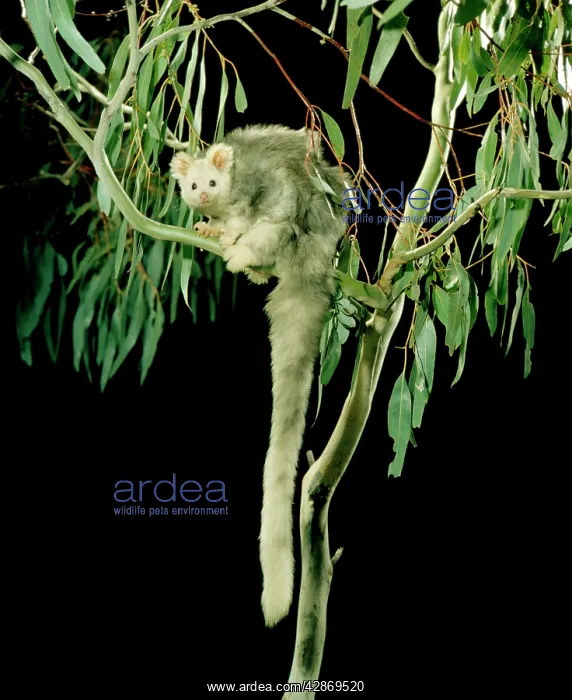 : Greater Glider - Light phase : Greater Glider - Light phase