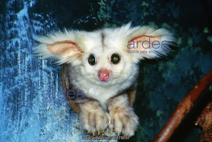  : Greater Glider - looking out of hollow