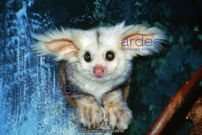 : Greater Glider - looking out of hollow : Greater Glider - looking out of hollow