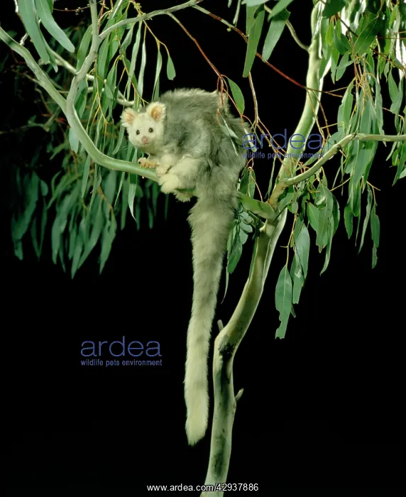  : Greater glider (Petauroides volans) light phase