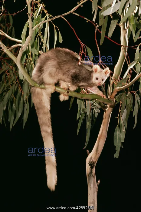  : GREATER GLIDER - in tree