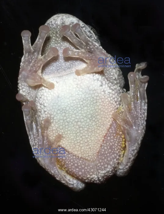 : Greater gray tree frog : Greater gray tree frog