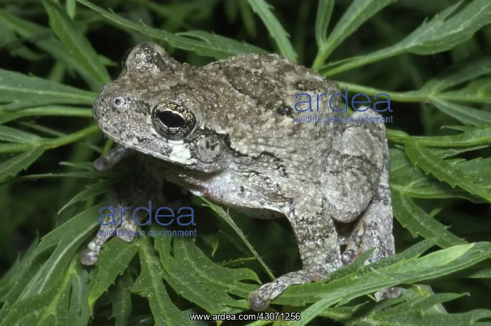 : Greater gray tree frog : Greater gray tree frog