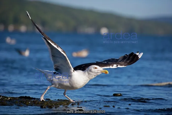 : Greater / Great black-backed Gull : Greater / Great black-backed Gull
