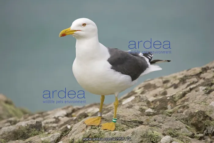 : Greater / Great black-backed gull : Greater / Great black-backed gull