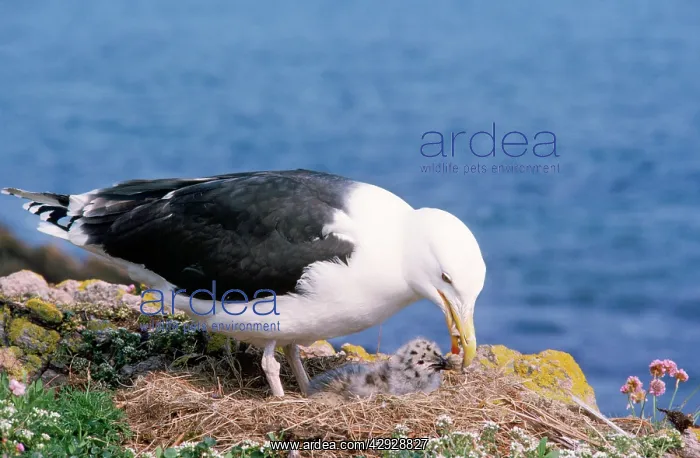 : Greater / Great black-backed GULL - adult feeding : Greater / Great black-backed GULL - adult feeding