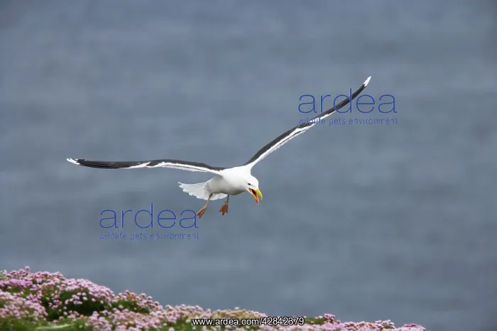 : Greater / Great black-backed Gull - calling as : Greater / Great black-backed Gull - calling as