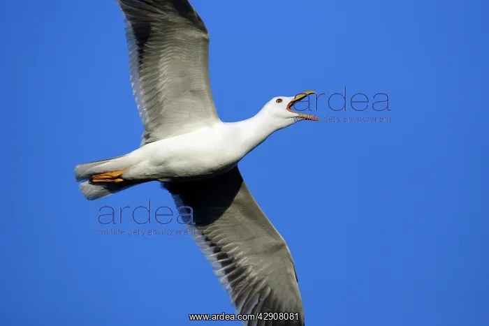 : Greater / Great black-backed Gull - In courtship flight : Greater / Great black-backed Gull - In courtship flight