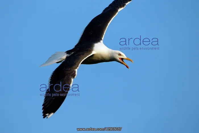  : Greater  /  Great black-backed Gull - In courtship flight