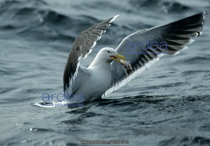 : Greater / Great black-backed Gull - With fish : Greater / Great black-backed Gull - With fish