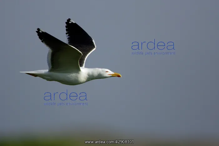 : Greater / Great black-backed Gull - In flight : Greater / Great black-backed Gull - In flight