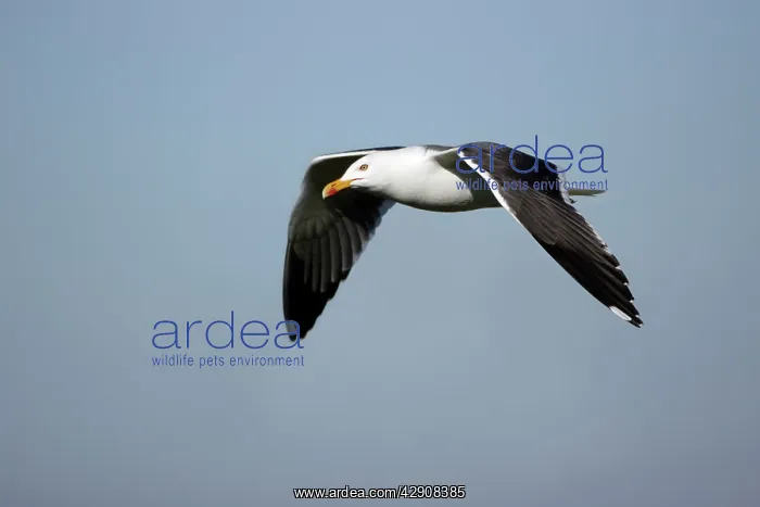 : Greater / Great black-backed Gull - In flight : Greater / Great black-backed Gull - In flight