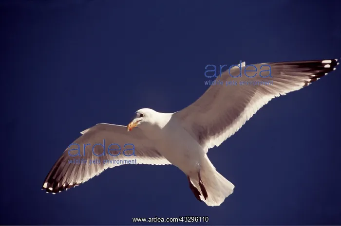 : Greater / Great black-backed GULL - In Flight : Greater / Great black-backed GULL - In Flight