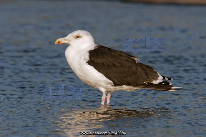 : Greater / Great black-backed GULL - Immature : Greater / Great black-backed GULL - Immature