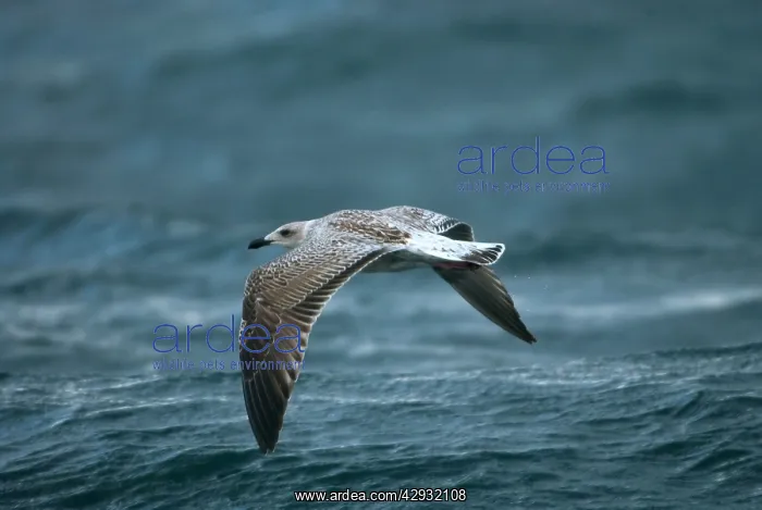 : Greater / Great black-backed GULL - Juvenile / : Greater / Great black-backed GULL - Juvenile /